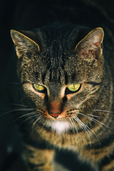灰斑猫的特写照片